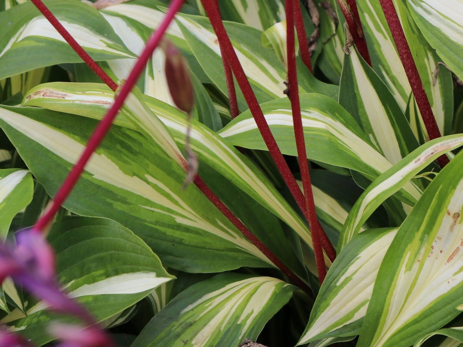 Zweifarbige Funkie 'Cherry Berry' 6 Zweifarbige Funkie 'Cherry Berry' – Bild 4