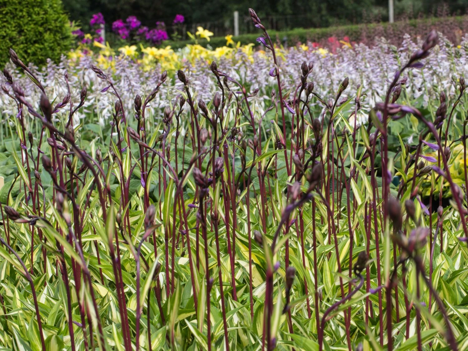 Zweifarbige Funkie 'Cherry Berry' 9 Zweifarbige Funkie 'Cherry Berry' – Bild 7