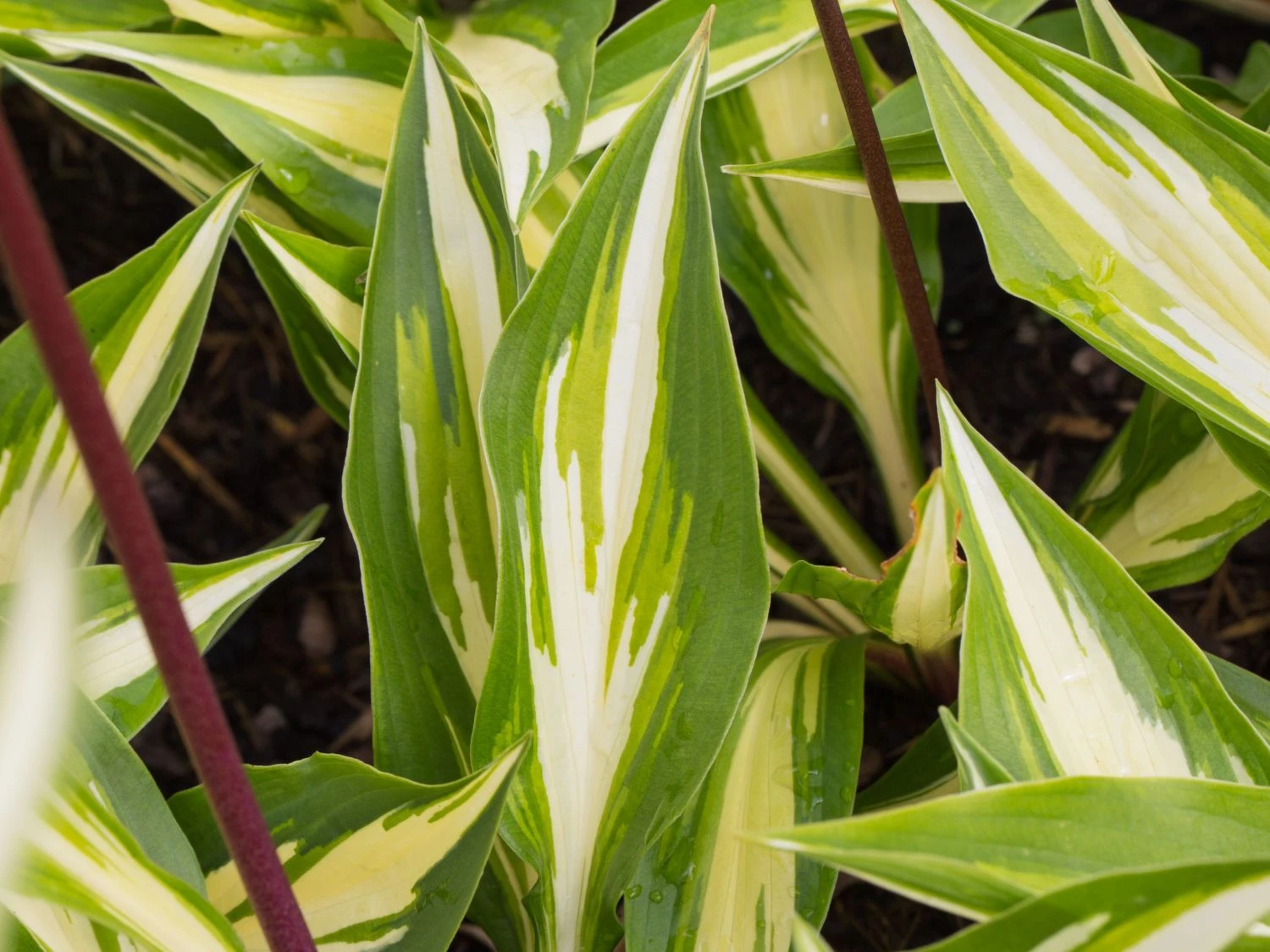 Zweifarbige Funkie 'Cherry Berry' 8 Zweifarbige Funkie 'Cherry Berry' – Bild 6