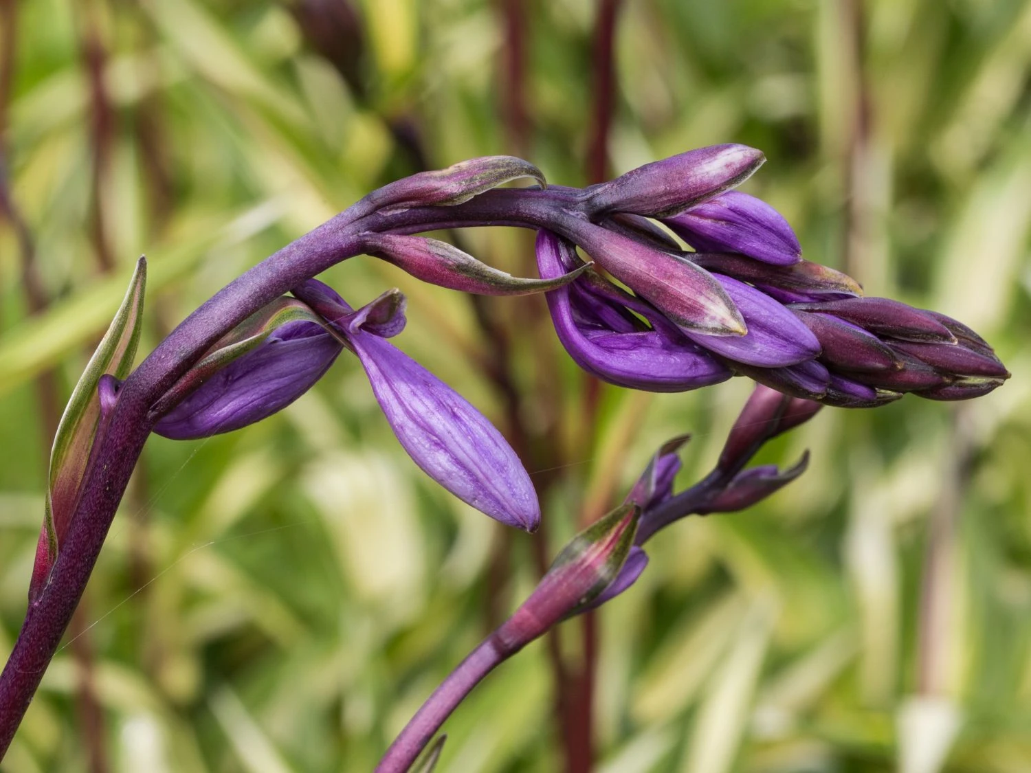 Zweifarbige Funkie 'Cherry Berry' 4 Zweifarbige Funkie 'Cherry Berry' – Bild 2