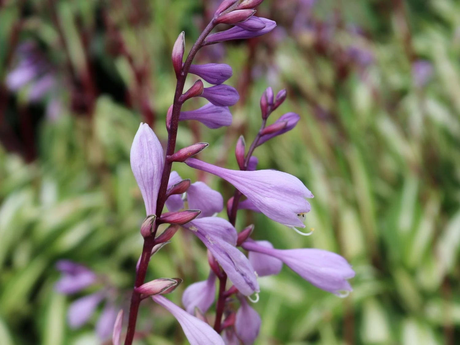 Zweifarbige Funkie 'Cherry Berry' 5 Zweifarbige Funkie 'Cherry Berry' – Bild 3