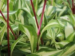 Zweifarbige Funkie 'Cherry Berry' 14 Zweifarbige Funkie 'Cherry Berry' -Günstiges Garten Zart Geschäft zweifarbige funkie cherry berry m059097 w 5