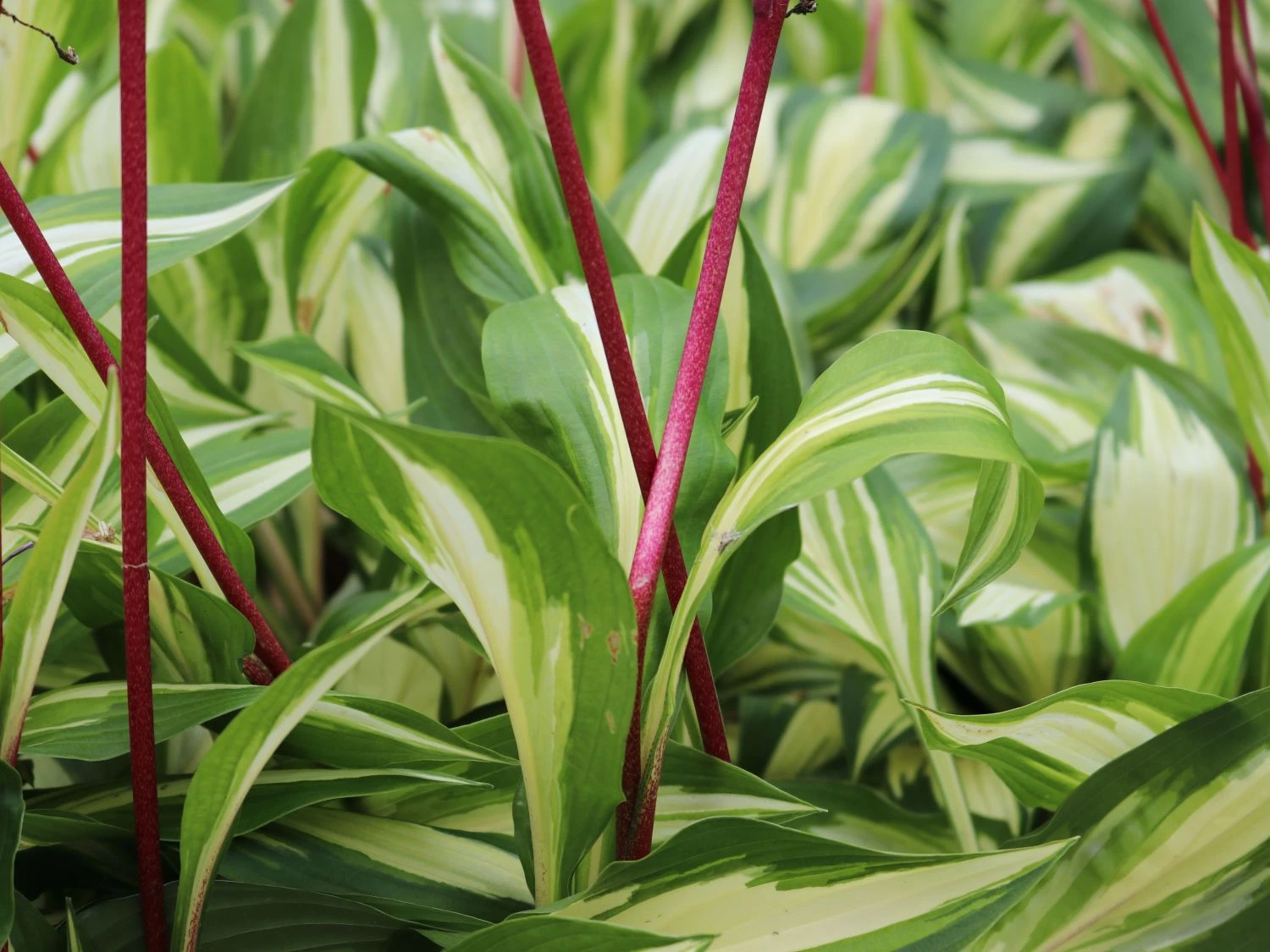 Zweifarbige Funkie 'Cherry Berry' 7 Zweifarbige Funkie 'Cherry Berry' – Bild 5