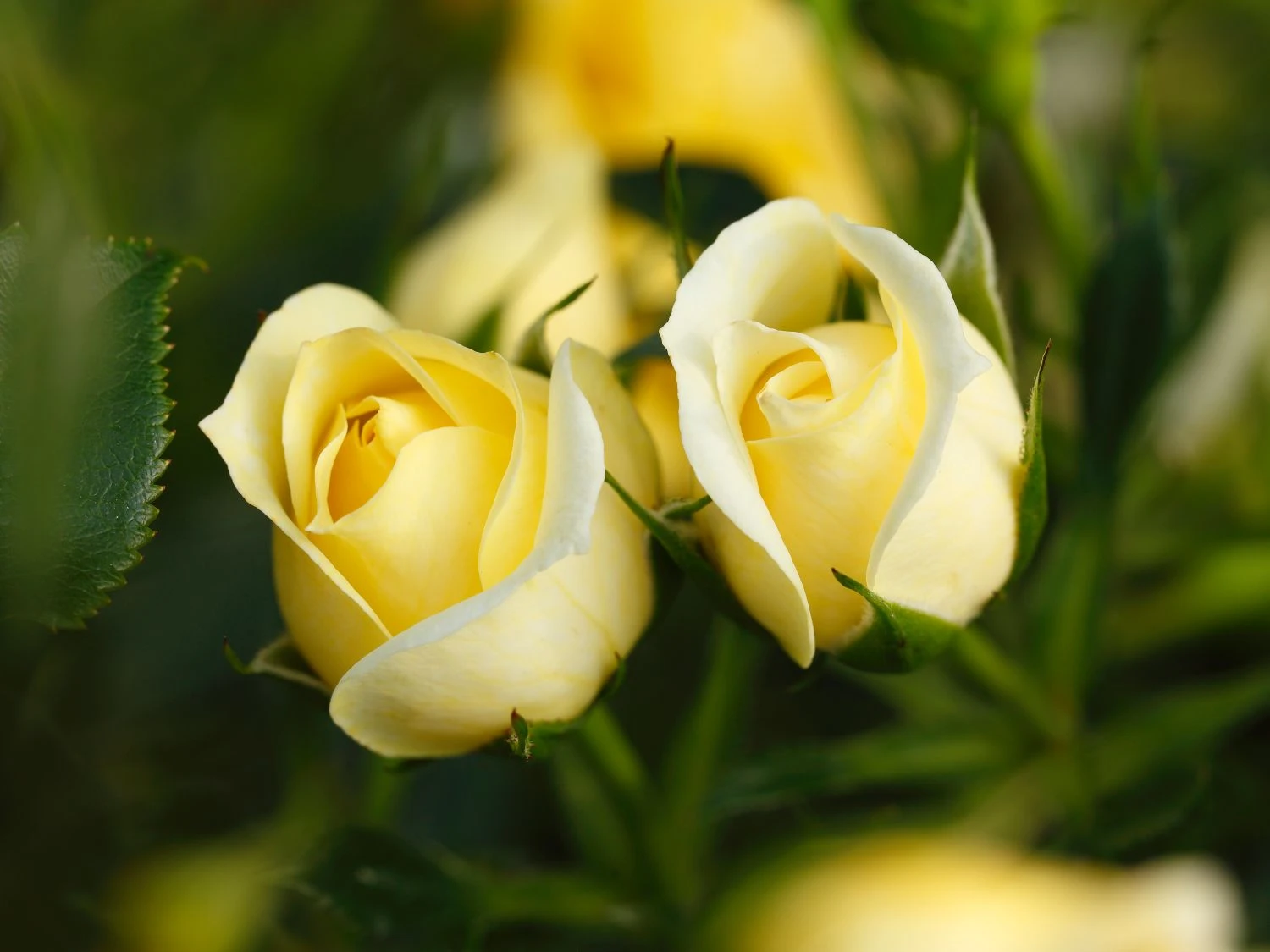 Zwerg-Kletterrose 'Elida' ® / 'Starlet' ® 4 Zwerg-Kletterrose 'Elida' ® / 'Starlet' ® – Bild 2