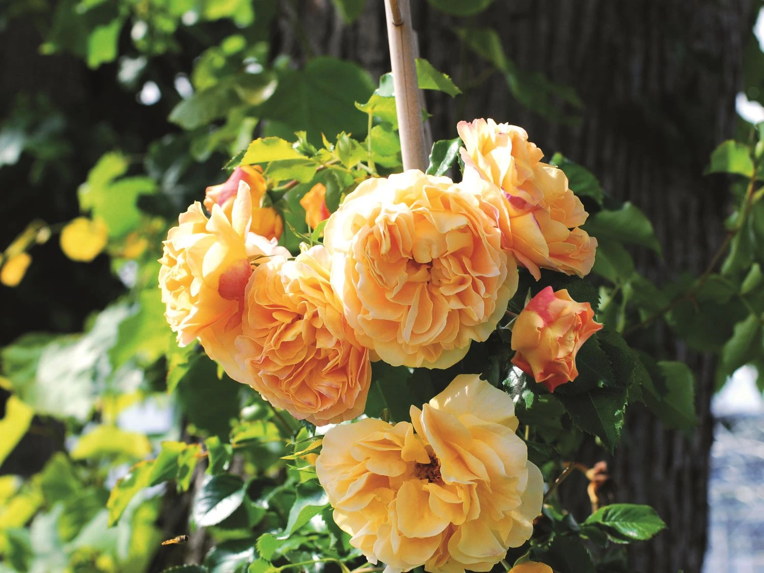 Zwerg-Kletterrose Starlet®-Rose 'Lizzy' ® 3 Zwerg-Kletterrose Starlet®-Rose 'Lizzy' ®