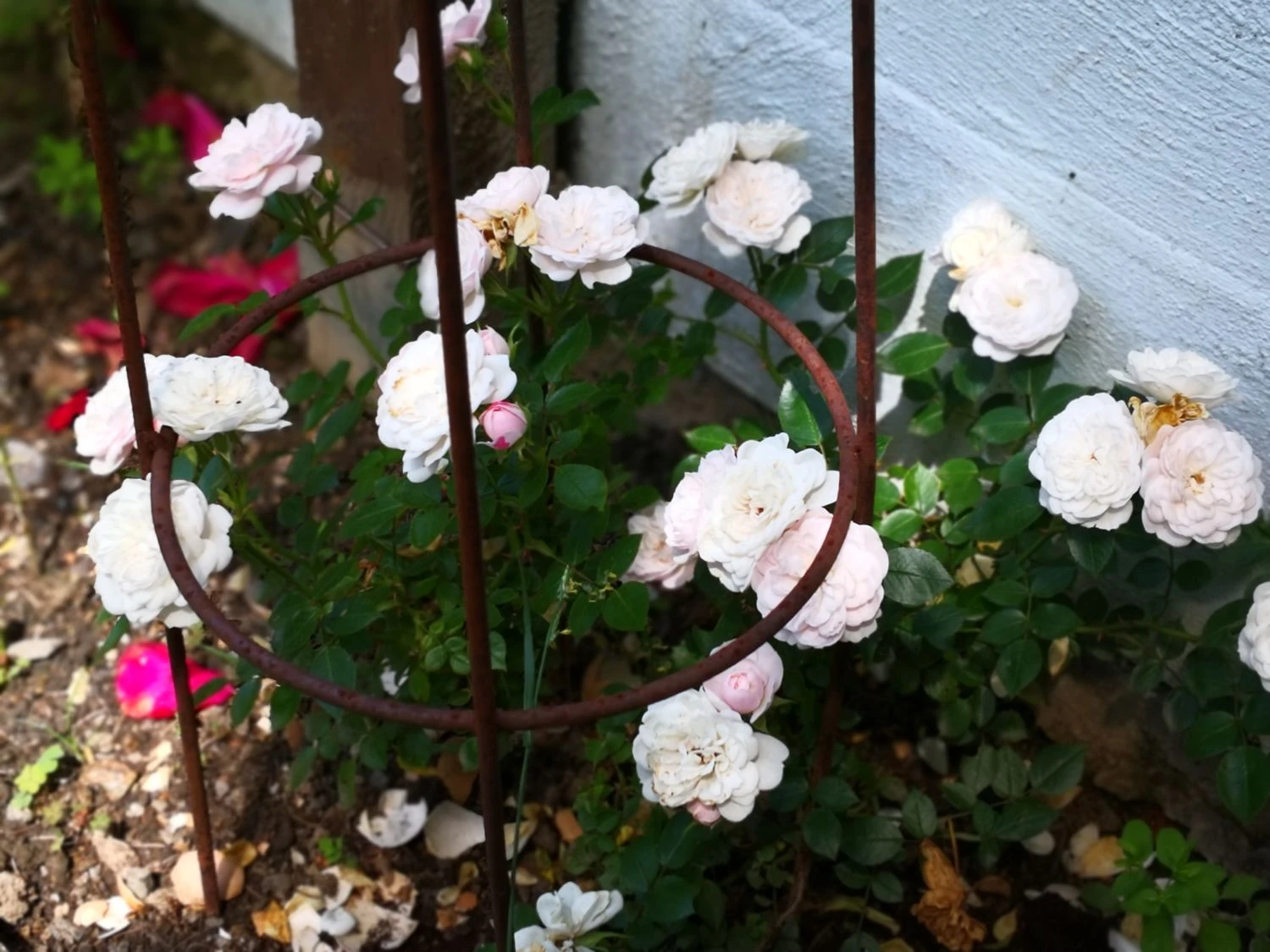 Zwerg-Kletterrose Starlet®-Rose 'Alina' ® 14 Zwerg-Kletterrose Starlet®-Rose 'Alina' ® – Bild 12