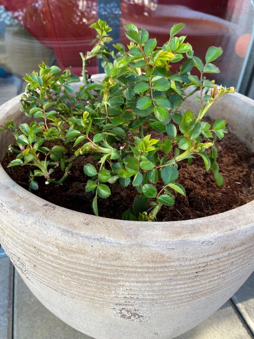 Zwerg-Kletterrose Starlet®-Rose 'Alina' ® 18 Zwerg-Kletterrose Starlet®-Rose 'Alina' ® – Bild 16