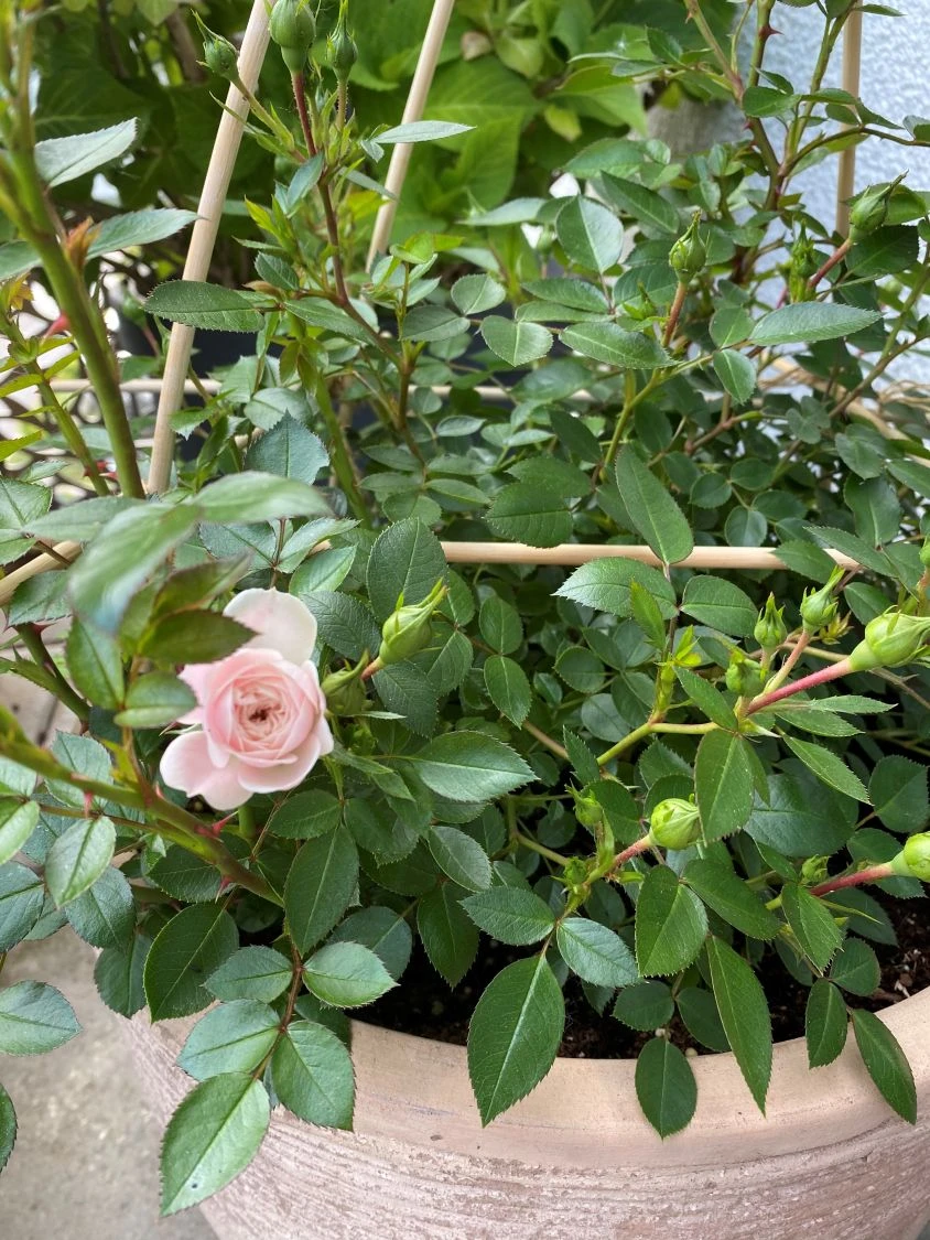 Zwerg-Kletterrose Starlet®-Rose 'Alina' ® 17 Zwerg-Kletterrose Starlet®-Rose 'Alina' ® – Bild 15