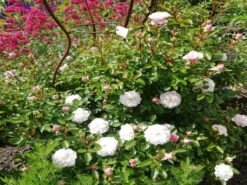 Zwerg-Kletterrose Starlet®-Rose 'Alina' ® 33 Zwerg-Kletterrose Starlet®-Rose 'Alina' ® -Günstiges Garten Zart Geschäft zwerg kletterrose starlet rose alina m094402 651255 0