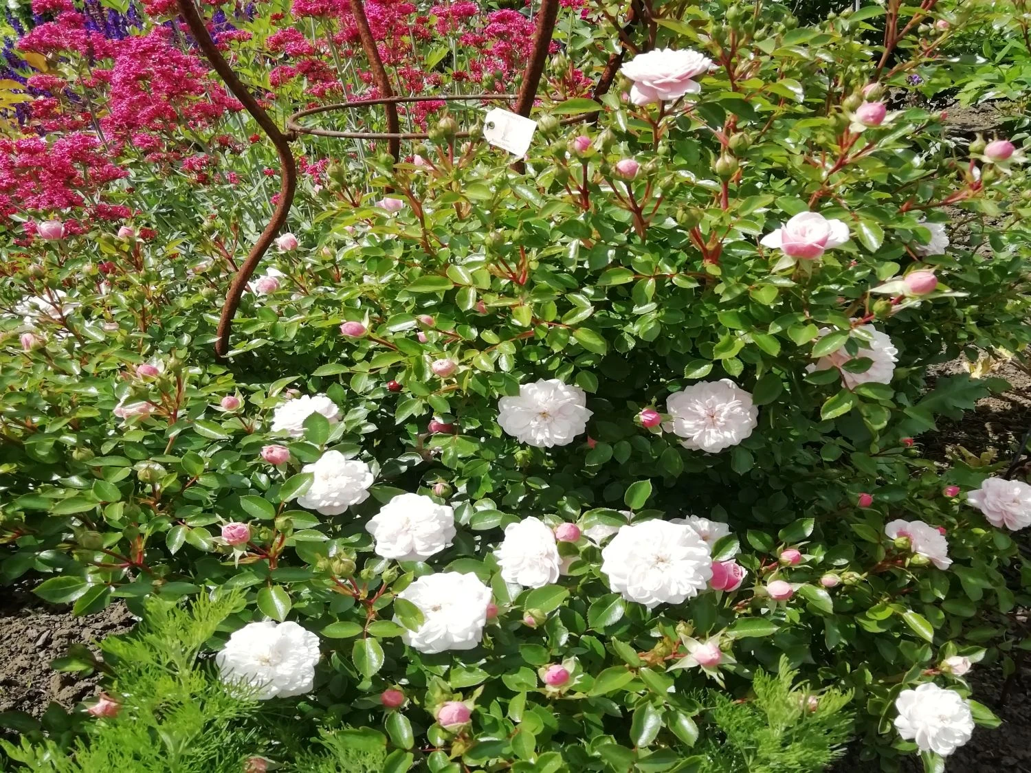 Zwerg-Kletterrose Starlet®-Rose 'Alina' ® 16 Zwerg-Kletterrose Starlet®-Rose 'Alina' ® – Bild 14