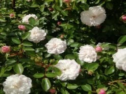 Zwerg-Kletterrose Starlet®-Rose 'Alina' ® 32 Zwerg-Kletterrose Starlet®-Rose 'Alina' ® -Günstiges Garten Zart Geschäft zwerg kletterrose starlet rose alina m094402 651255 1