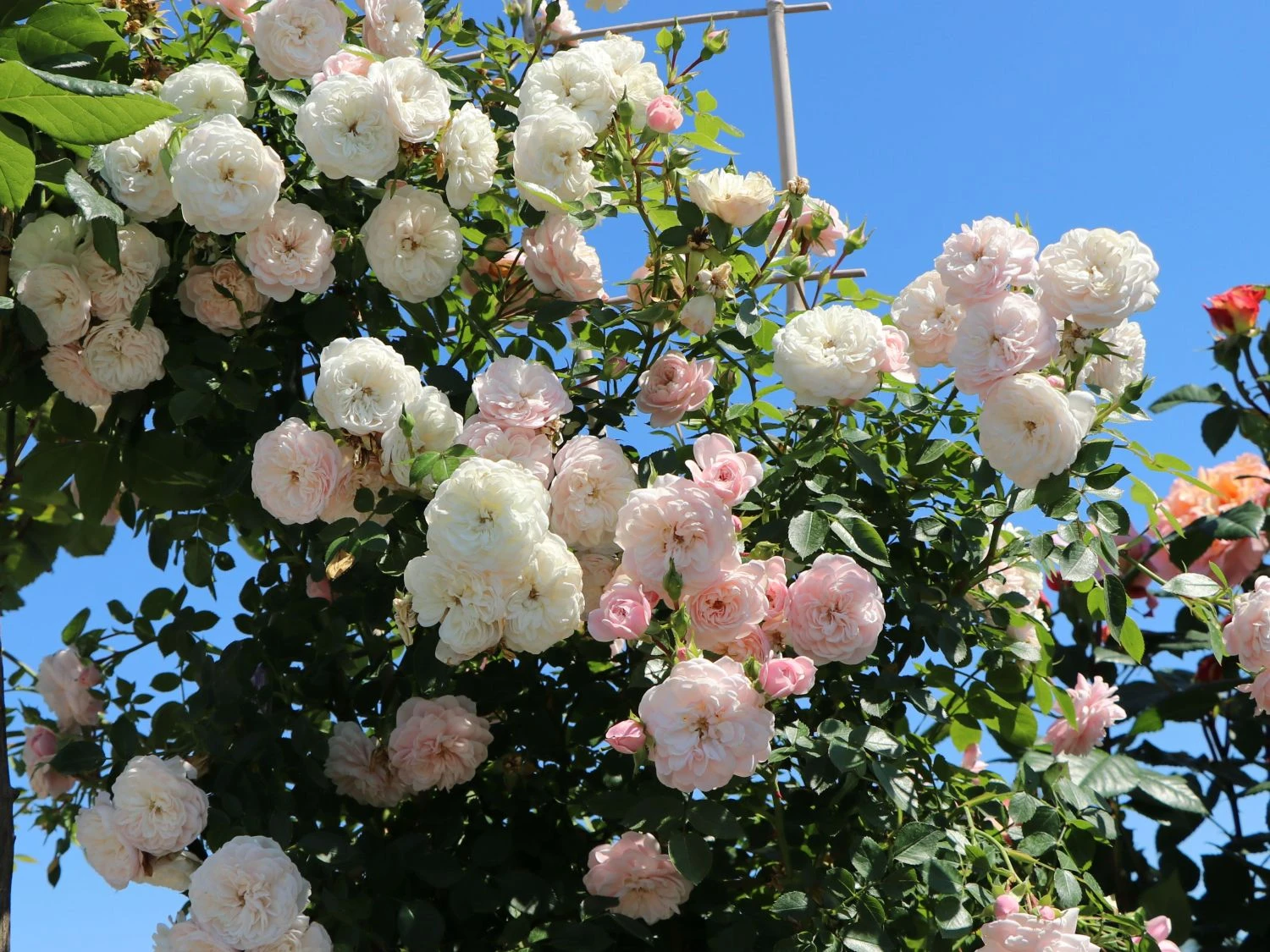 Zwerg-Kletterrose Starlet®-Rose 'Alina' ® 3 Zwerg-Kletterrose Starlet®-Rose 'Alina' ®