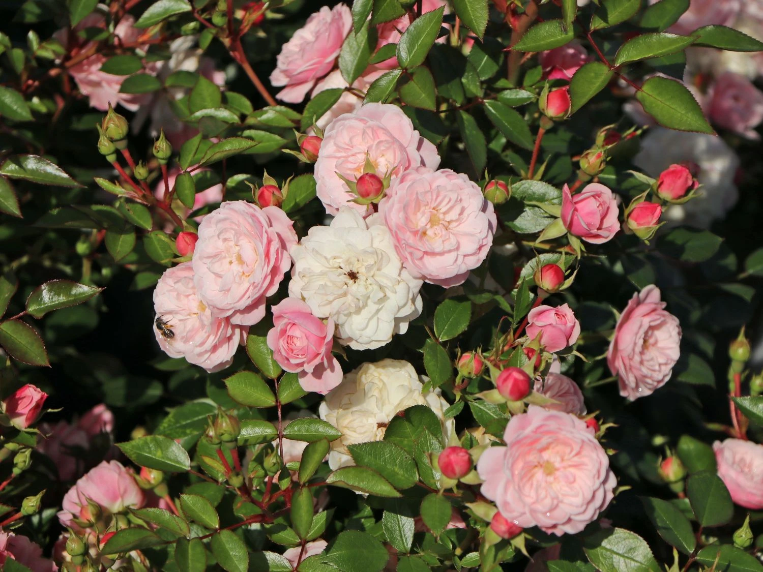 Zwerg-Kletterrose Starlet®-Rose 'Alina' ® 12 Zwerg-Kletterrose Starlet®-Rose 'Alina' ® – Bild 10