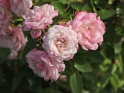 Zwerg-Kletterrose Starlet®-Rose 'Alina' ® 22 Zwerg-Kletterrose Starlet®-Rose 'Alina' ® -Günstiges Garten Zart Geschäft zwerg kletterrose starlet rose alina m094402 w 10