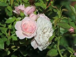 Zwerg-Kletterrose Starlet®-Rose 'Alina' ® 24 Zwerg-Kletterrose Starlet®-Rose 'Alina' ® -Günstiges Garten Zart Geschäft zwerg kletterrose starlet rose alina m094402 w 3