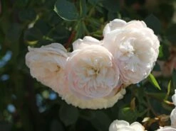 Zwerg-Kletterrose Starlet®-Rose 'Alina' ® 26 Zwerg-Kletterrose Starlet®-Rose 'Alina' ® -Günstiges Garten Zart Geschäft zwerg kletterrose starlet rose alina m094402 w 4