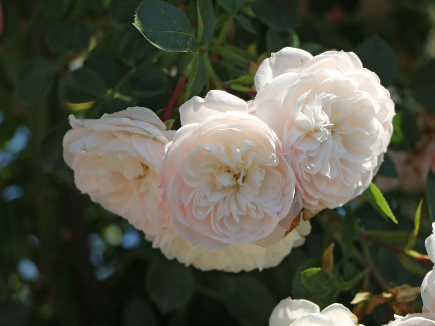 Zwerg-Kletterrose Starlet®-Rose 'Alina' ® 9 Zwerg-Kletterrose Starlet®-Rose 'Alina' ® – Bild 7