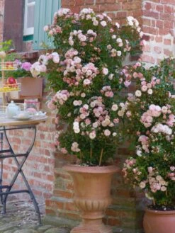 Zwerg-Kletterrose Starlet®-Rose 'Alina' ® 28 Zwerg-Kletterrose Starlet®-Rose 'Alina' ® -Günstiges Garten Zart Geschäft zwerg kletterrose starlet rose alina m094402 w 5