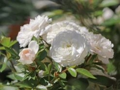 Zwerg-Kletterrose Starlet®-Rose 'Alina' ® 27 Zwerg-Kletterrose Starlet®-Rose 'Alina' ® -Günstiges Garten Zart Geschäft zwerg kletterrose starlet rose alina m094402 w 7