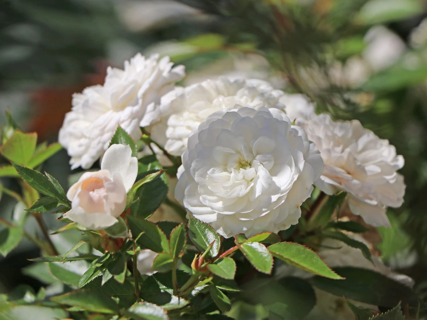 Zwerg-Kletterrose Starlet®-Rose 'Alina' ® 10 Zwerg-Kletterrose Starlet®-Rose 'Alina' ® – Bild 8