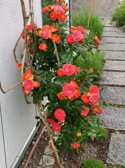 Zwerg-Kletterrose Starlet®-Rose 'Carmen' ® -Günstiges Garten Zart Geschäft zwerg kletterrose starlet rose carmen m094404 193676 0