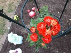 Zwerg-Kletterrose Starlet®-Rose 'Carmen' ® -Günstiges Garten Zart Geschäft zwerg kletterrose starlet rose carmen m094404 908796 0