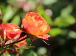 Zwerg-Kletterrose Starlet®-Rose 'Carmen' ® -Günstiges Garten Zart Geschäft zwerg kletterrose starlet rose carmen m094404 w 10