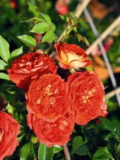 Zwerg-Kletterrose Starlet®-Rose 'Carmen' ® -Günstiges Garten Zart Geschäft zwerg kletterrose starlet rose carmen m094404 w 2