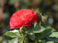 Zwerg-Kletterrose Starlet®-Rose 'Carmen' ® -Günstiges Garten Zart Geschäft zwerg kletterrose starlet rose carmen m094404 w 3