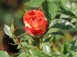 Zwerg-Kletterrose Starlet®-Rose 'Carmen' ® -Günstiges Garten Zart Geschäft zwerg kletterrose starlet rose carmen m094404 w 4