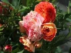 Zwerg-Kletterrose Starlet®-Rose 'Carmen' ® -Günstiges Garten Zart Geschäft zwerg kletterrose starlet rose carmen m094404 w 6