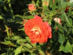 Zwerg-Kletterrose Starlet®-Rose 'Carmen' ® -Günstiges Garten Zart Geschäft zwerg kletterrose starlet rose carmen m094404 w 8