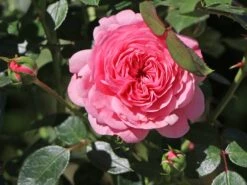 Zwerg-Kletterrose Starlet®-Rose 'Eva' ®