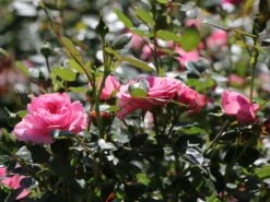 Zwerg-Kletterrose Starlet®-Rose 'Eva' ® -Günstiges Garten Zart Geschäft zwerg kletterrose starlet rose eva m094406 w 1