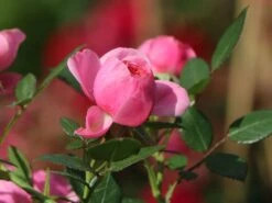 Zwerg-Kletterrose Starlet®-Rose 'Eva' ® -Günstiges Garten Zart Geschäft zwerg kletterrose starlet rose eva m094406 w 4