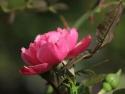 Zwerg-Kletterrose Starlet®-Rose 'Eva' ® -Günstiges Garten Zart Geschäft zwerg kletterrose starlet rose eva m094406 w 5