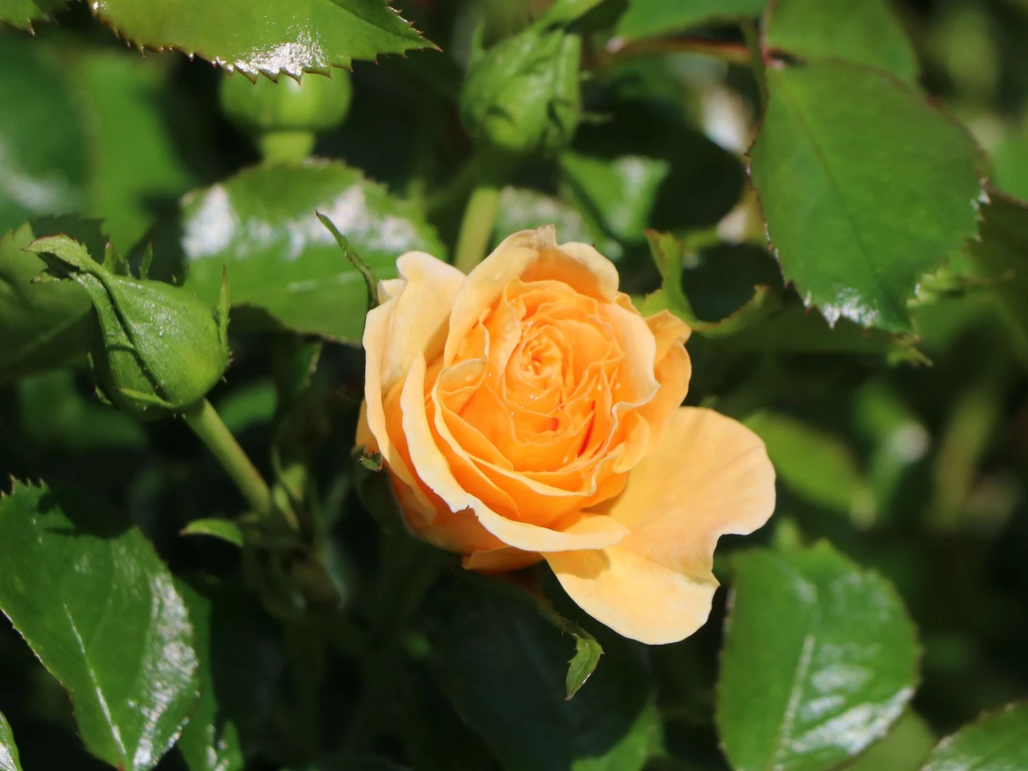 Zwerg-Kletterrose Starlet®-Rose 'Lizzy' ® 8 Zwerg-Kletterrose Starlet®-Rose 'Lizzy' ® – Bild 6