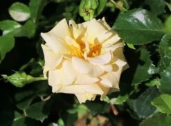 Zwerg-Kletterrose Starlet®-Rose 'Lizzy' ® 18 Zwerg-Kletterrose Starlet®-Rose 'Lizzy' ® -Günstiges Garten Zart Geschäft zwerg kletterrose starlet rose lizzy m094396 w 1