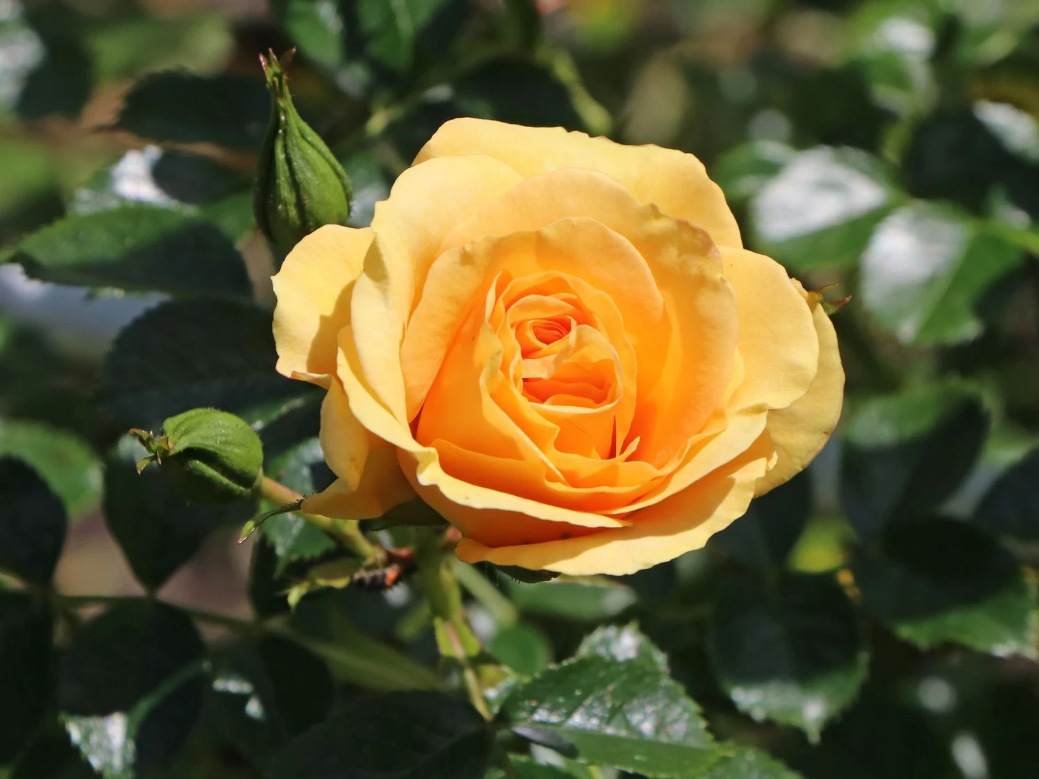 Zwerg-Kletterrose Starlet®-Rose 'Lizzy' ® 9 Zwerg-Kletterrose Starlet®-Rose 'Lizzy' ® – Bild 7