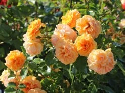 Zwerg-Kletterrose Starlet®-Rose 'Lizzy' ® 13 Zwerg-Kletterrose Starlet®-Rose 'Lizzy' ® -Günstiges Garten Zart Geschäft zwerg kletterrose starlet rose lizzy m094396 w 3