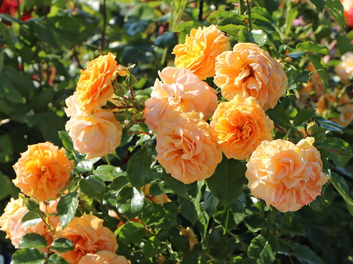 Zwerg-Kletterrose Starlet®-Rose 'Lizzy' ® 5 Zwerg-Kletterrose Starlet®-Rose 'Lizzy' ® – Bild 3