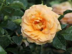 Zwerg-Kletterrose Starlet®-Rose 'Lizzy' ® 19 Zwerg-Kletterrose Starlet®-Rose 'Lizzy' ® -Günstiges Garten Zart Geschäft zwerg kletterrose starlet rose lizzy m094396 w 5