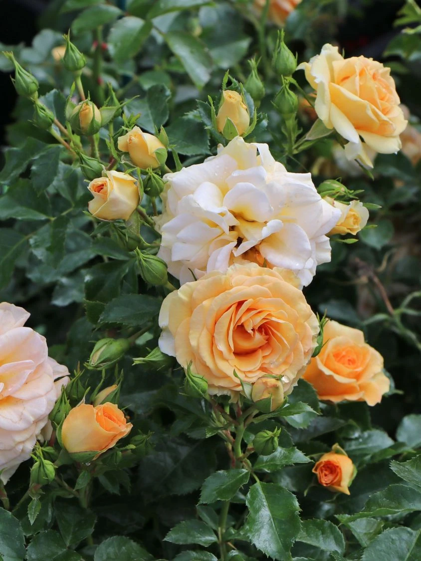 Zwerg-Kletterrose Starlet®-Rose 'Lizzy' ® 4 Zwerg-Kletterrose Starlet®-Rose 'Lizzy' ® – Bild 2