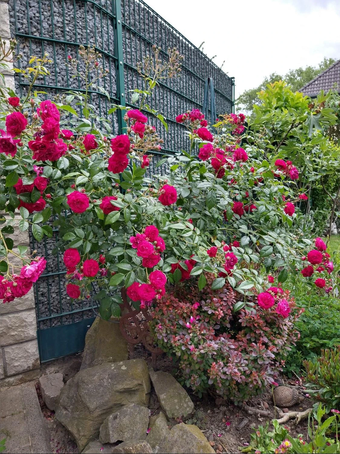 Zwerg-Kletterrose Starlet®-Rose 'Lola' ® 9 Zwerg-Kletterrose Starlet®-Rose 'Lola' ® – Bild 7