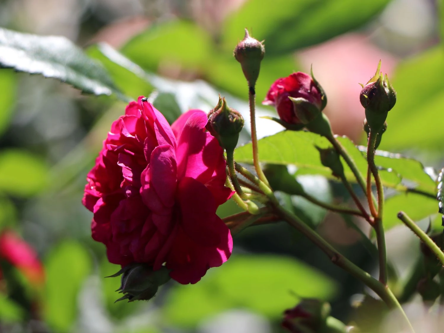 Zwerg-Kletterrose Starlet®-Rose 'Lola' ® 5 Zwerg-Kletterrose Starlet®-Rose 'Lola' ® – Bild 3