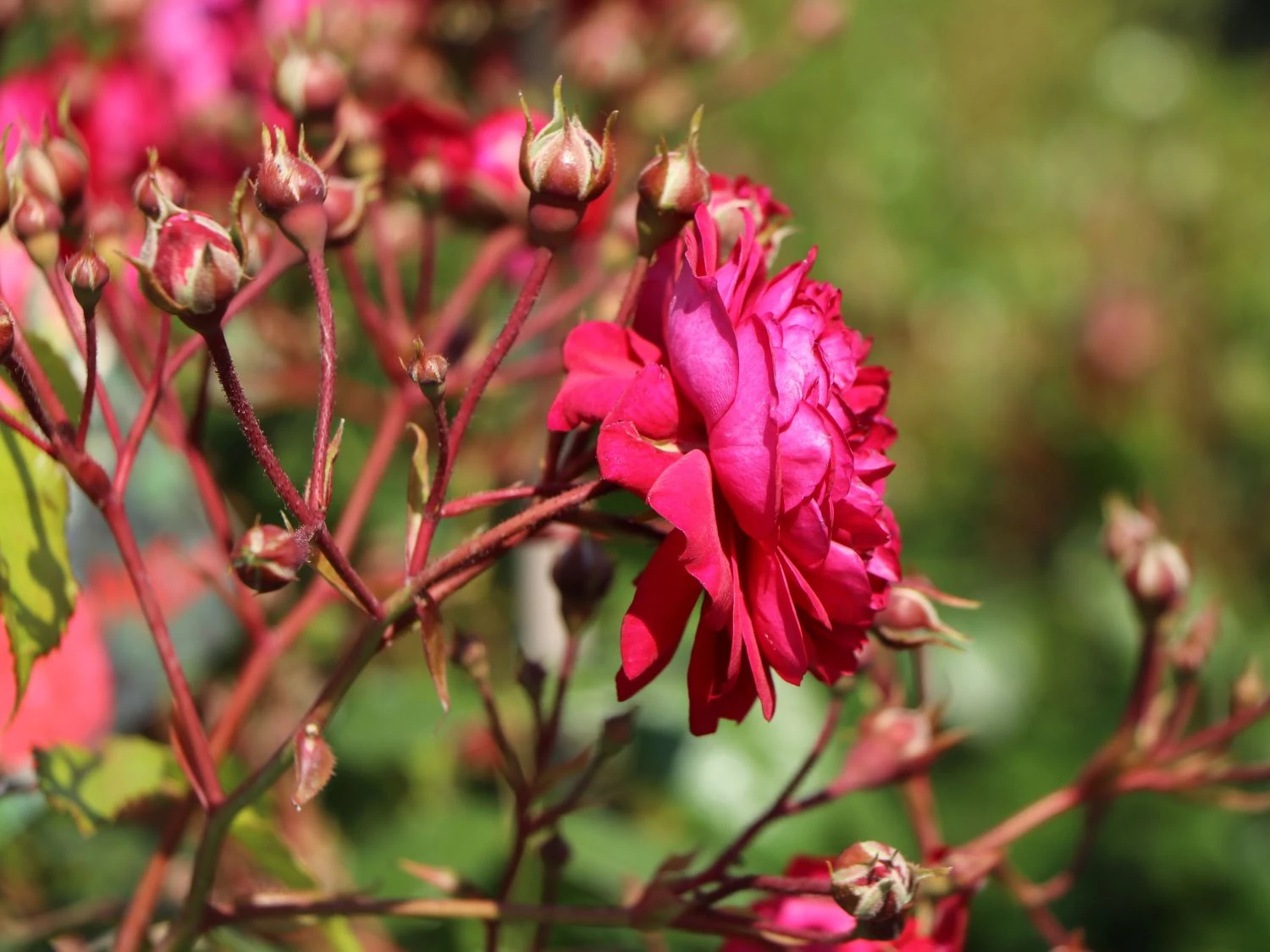 Zwerg-Kletterrose Starlet®-Rose 'Lola' ® 4 Zwerg-Kletterrose Starlet®-Rose 'Lola' ® – Bild 2