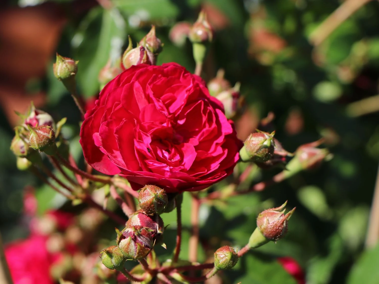 Zwerg-Kletterrose Starlet®-Rose 'Lola' ® 6 Zwerg-Kletterrose Starlet®-Rose 'Lola' ® – Bild 4