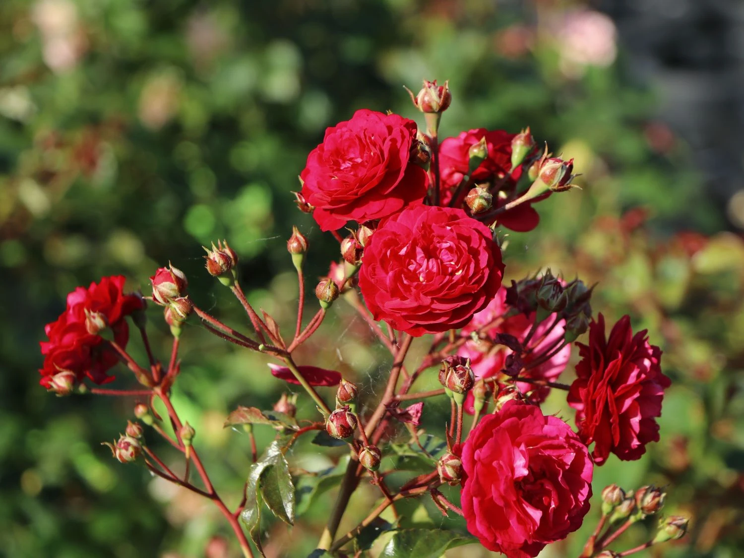 Zwerg-Kletterrose Starlet®-Rose 'Lola' ® 8 Zwerg-Kletterrose Starlet®-Rose 'Lola' ® – Bild 6