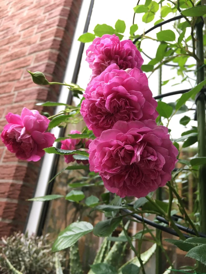 Zwerg-Kletterrose Starlet®-Rose 'Melina' ® 6 Zwerg-Kletterrose Starlet®-Rose 'Melina' ® – Bild 4