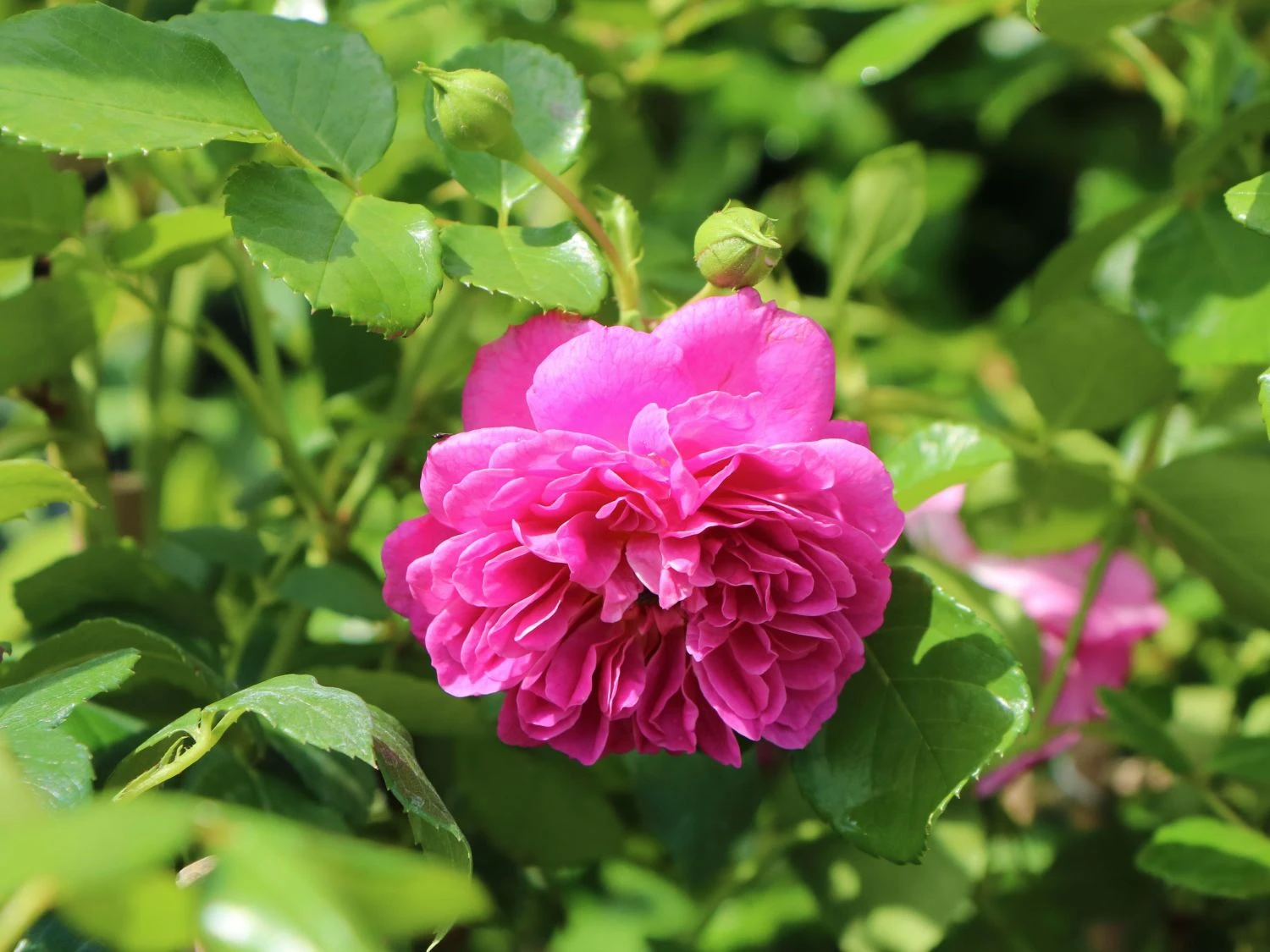 Zwerg-Kletterrose Starlet®-Rose 'Melina' ® 3 Zwerg-Kletterrose Starlet®-Rose 'Melina' ®